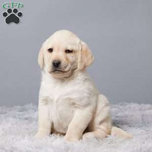 Lexi, Yellow Labrador Retriever Puppy